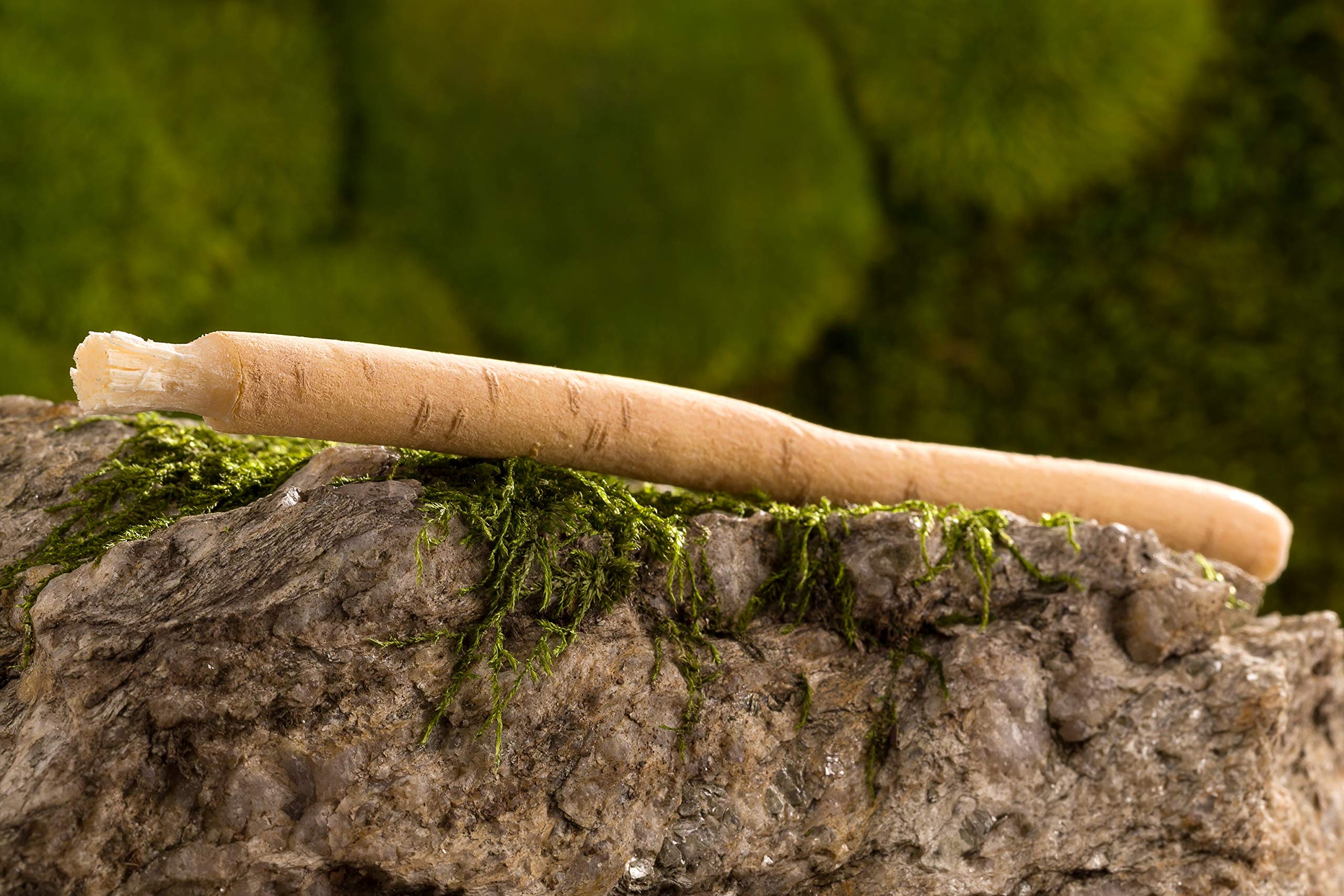 Miswak spazzolino da denti naturale gusto naturale. Siwak original radice per spazzolare e sbiancare i denti. Arresta il sanguinamento delle gengive e l'infiammazione delle gengive.