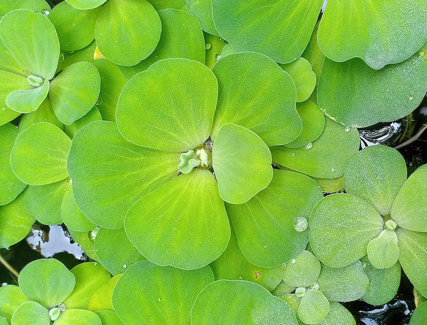 Royal Paradise GardenRare Pistia stratiotes (Water Cabbage/Water Lettuce) Subtropical Freshwater Aquatic Plant (4 Plants) (B082VJZJHT) Amazon Price History, Amazon Price Tracker
