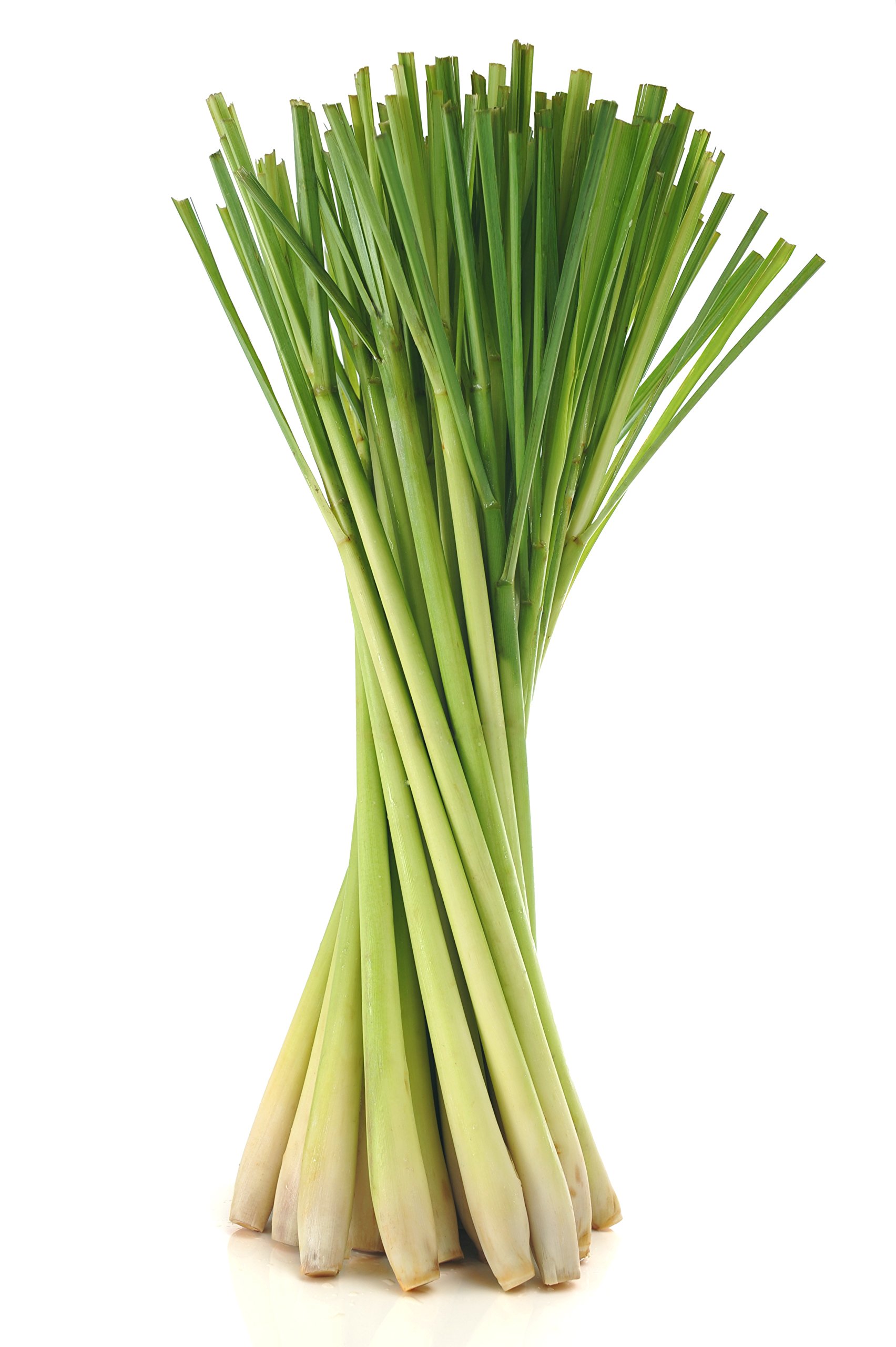 Lemon Grass, 50 Seeds by Seedscare (1 Garden Seeds Packet) (B01DR0QTFE) Amazon Price History, Amazon Price Tracker