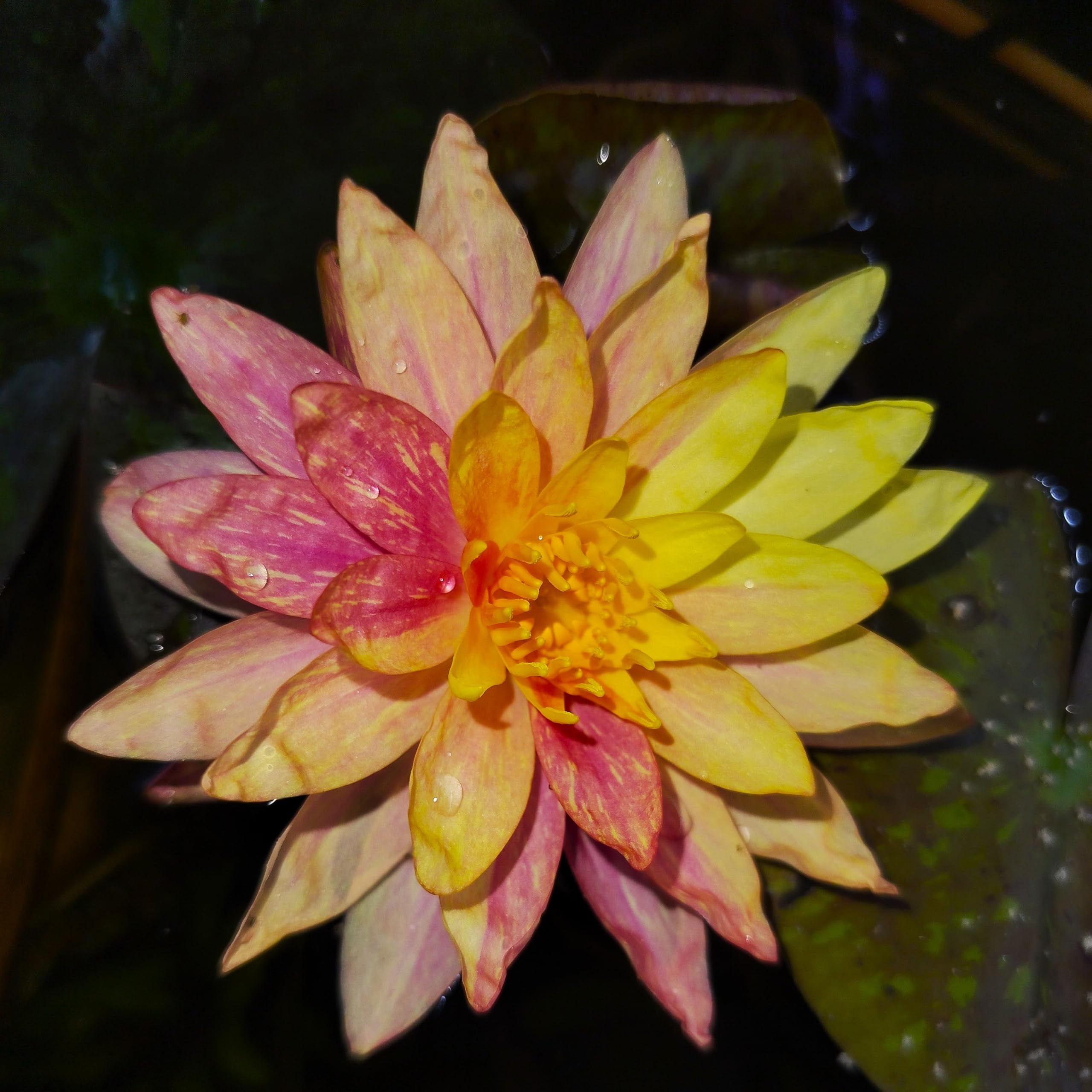 Teichpflanzen Seerosen : Nymphaea Seerose Die Echte " Wanvisa " winterhart Pflanztiefe bis 150 cm
