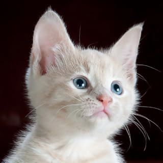 Kitten sounds & Kitten Meows cat app provides you kitt sounds for Cats and Meow.