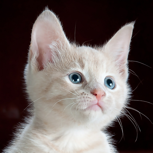 Kitten sounds & Kitten Meows cat app provides you kitt sounds for Cats