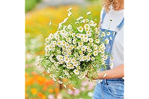 High-Yielding Creeping Daisy Seeds: A Gardeners Haven for Yellow/White Blooms