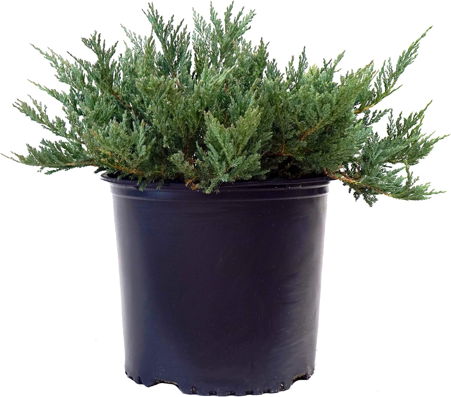 Green Promise Farms JUNIPERUS HORIZONTALIS `Blue CHIP` (Creeping Juniper) Evergreen, 2-Size Container, Green Foliage