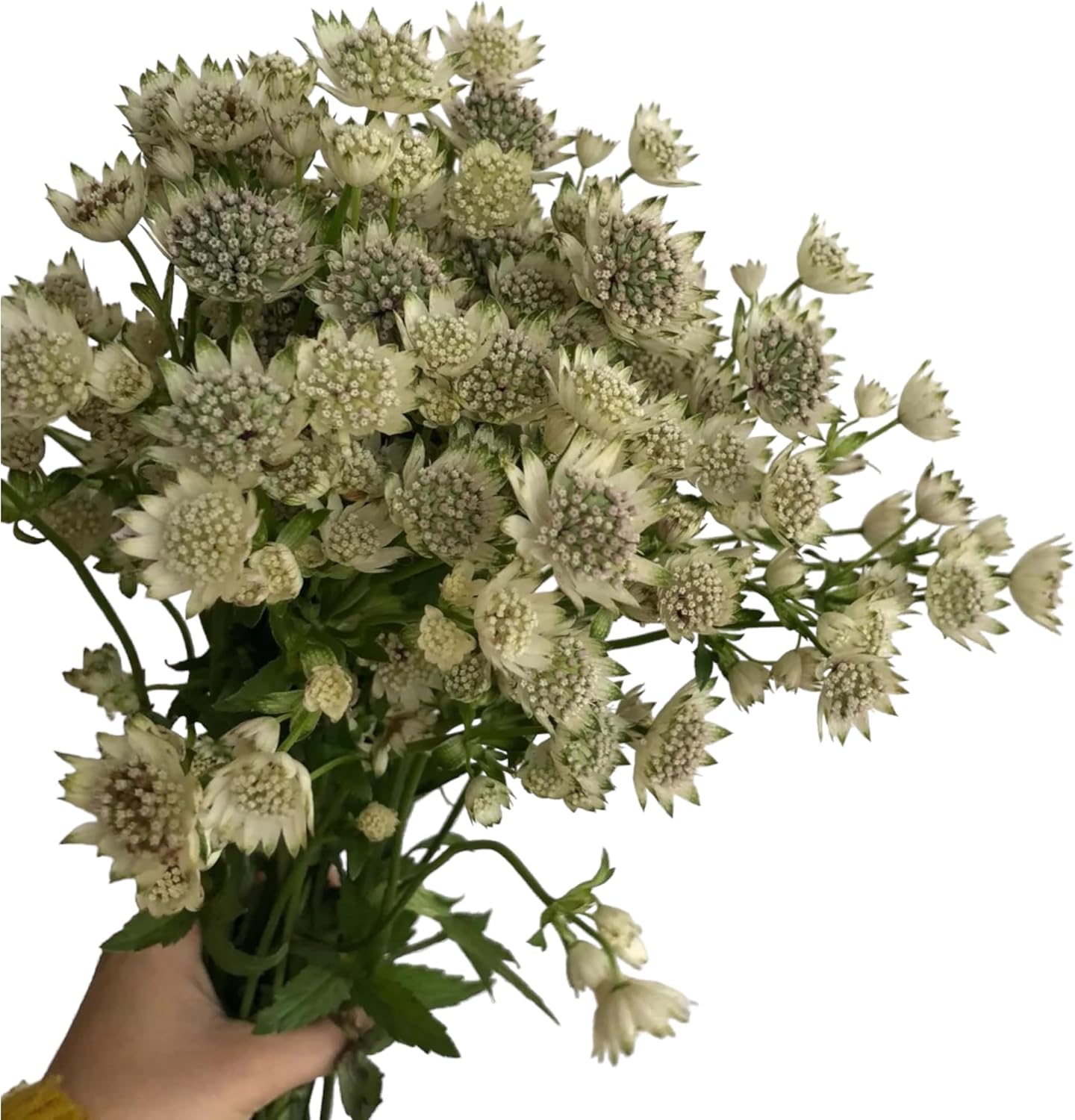 19 White Astrantia major Flowers Hydroponic Fresh Cut Flower Arrangements for Home Decor Birthday Anniversary Healing Sympathy Friendship and Love Gifts