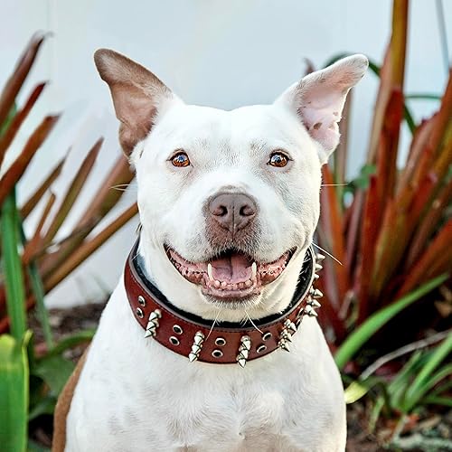 Miniatura 4 de BlazingPaws Sabrington - Collar de piel de lujo de 2.0in de ancho para perros grandes, cuero de brida gruesa en color cereza o marrón con acolchado