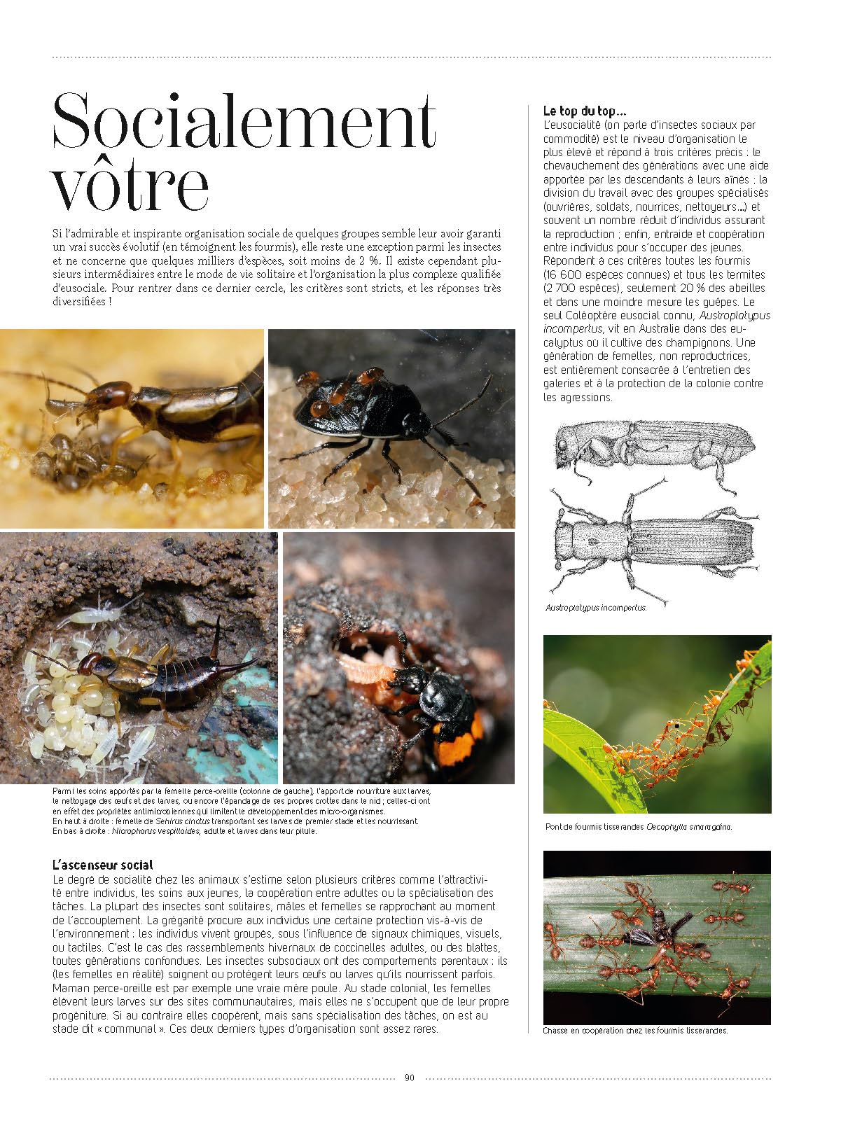 Insectes: Tous les savoirs, toutes les histoires, tous les pouvoirs, tous les espoirs…