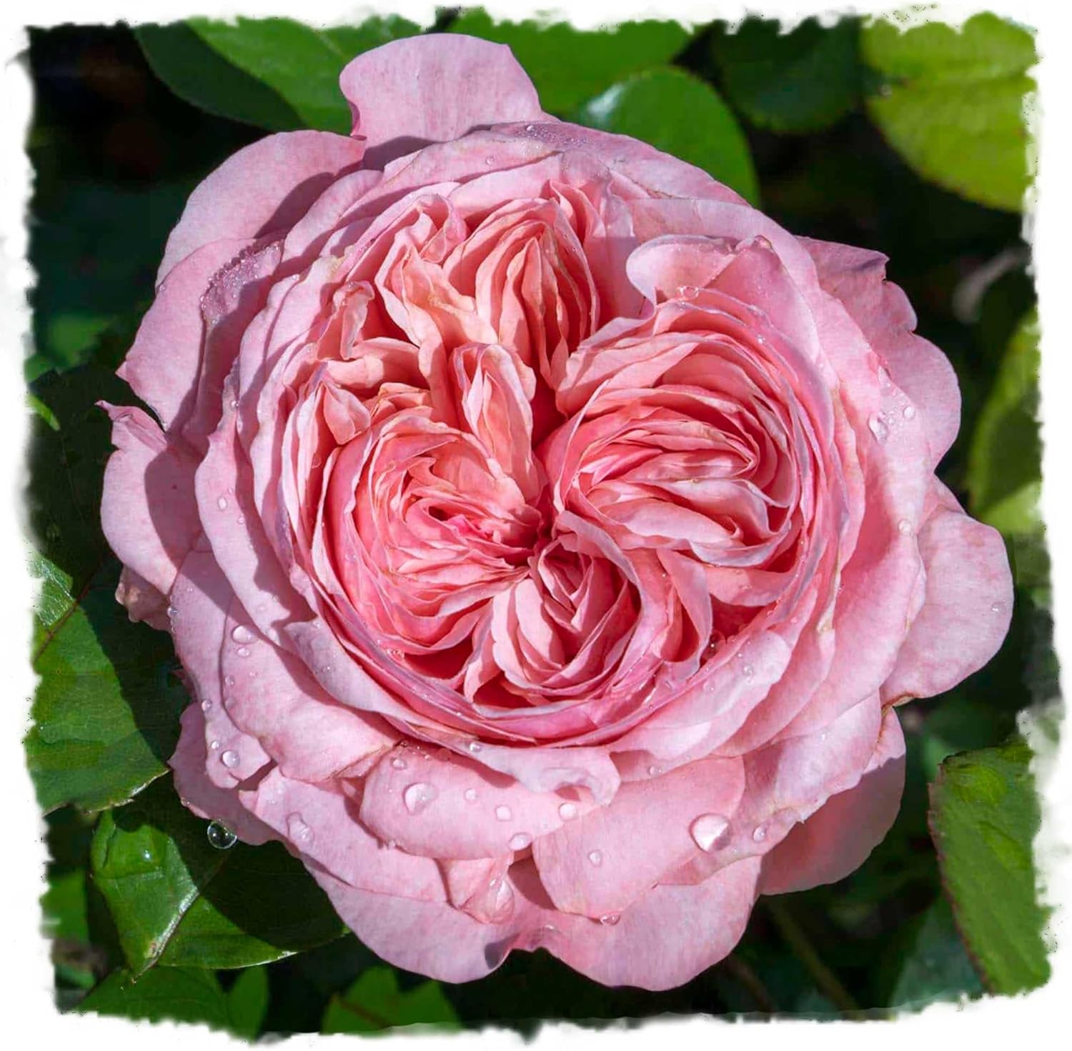 Romantica Ball Gown Rose 1.5 Gal Potted Live Plant, Reblooming Large Fragrant Pink Flowers, Own Root Hybrid Tea, Stargazer Perennials