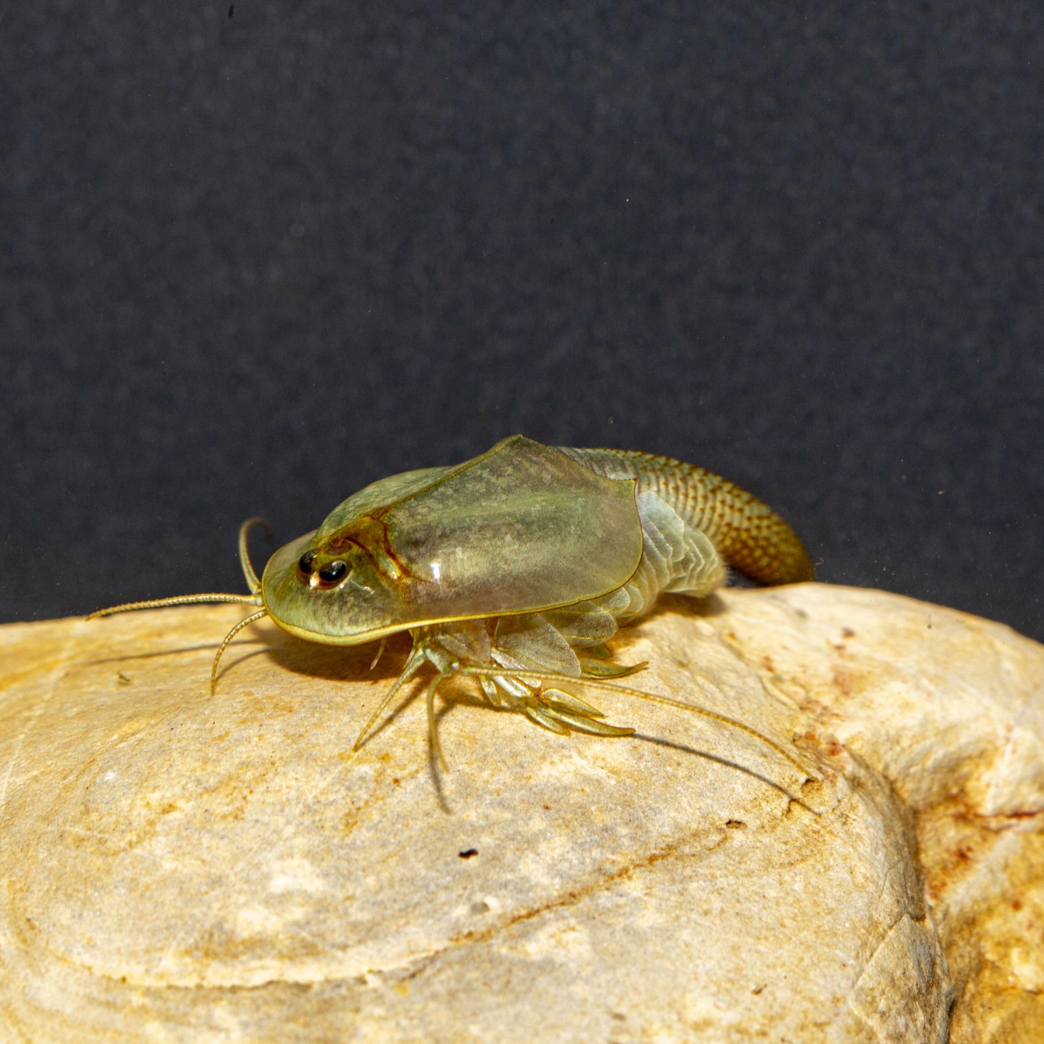 Triops Granarius Komplettset: 6 l Aquarium, ca. 200 Urzeitkrebse Eier, Filterset, Zubehör, Futter und Anleitung