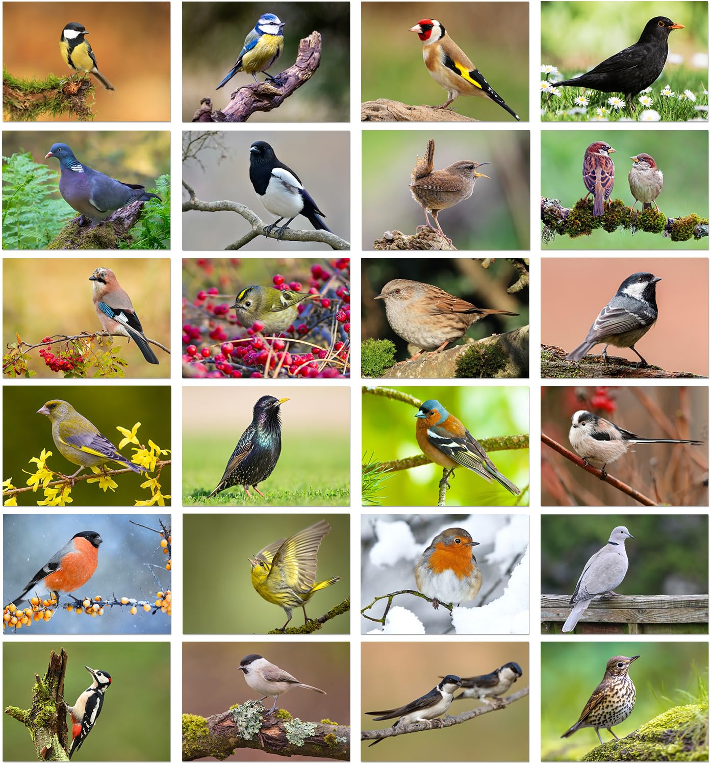 24 x British Garden Birds Greeting Cards A great value Multipack of blank note cards, Eco Friendly and Designed and Printed in the UK