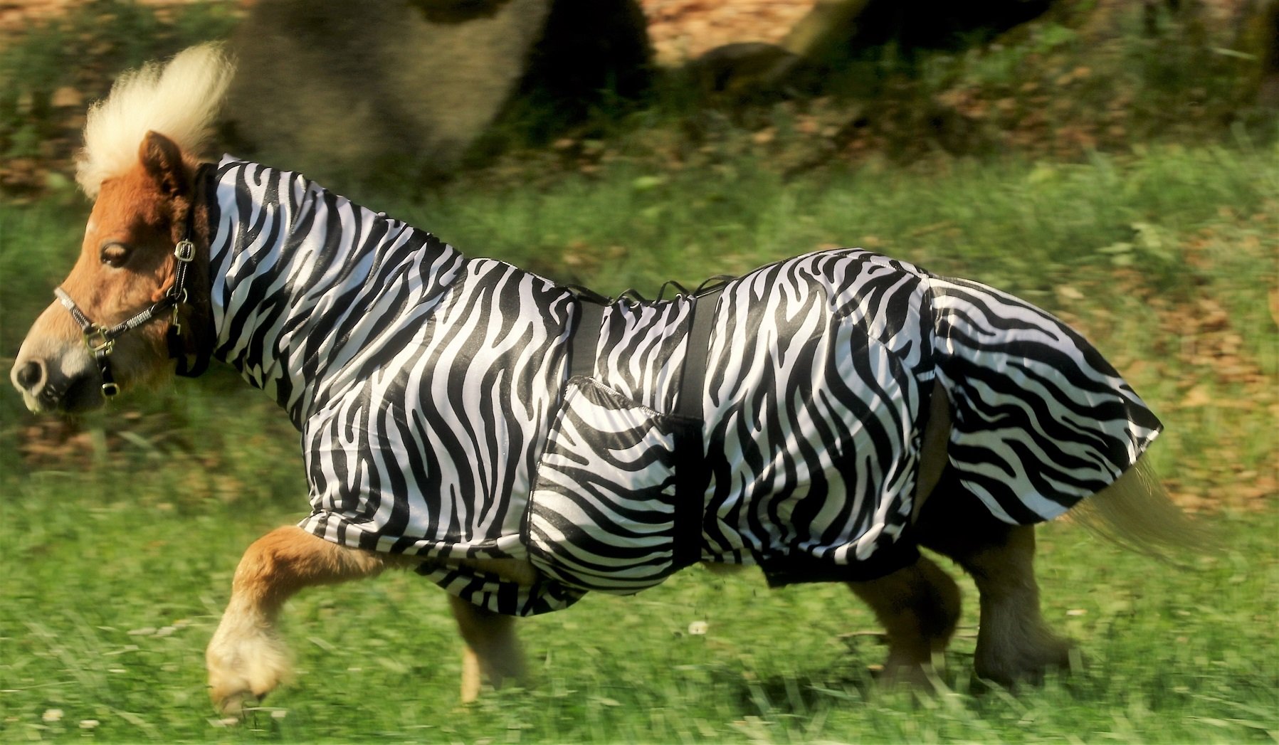 Ekzemerdecke Ekzemer Decke Fliegendecke mit Halsteil Minisehtty Shetty Zebra 60 70 80 90 100 cm Tysons (90)