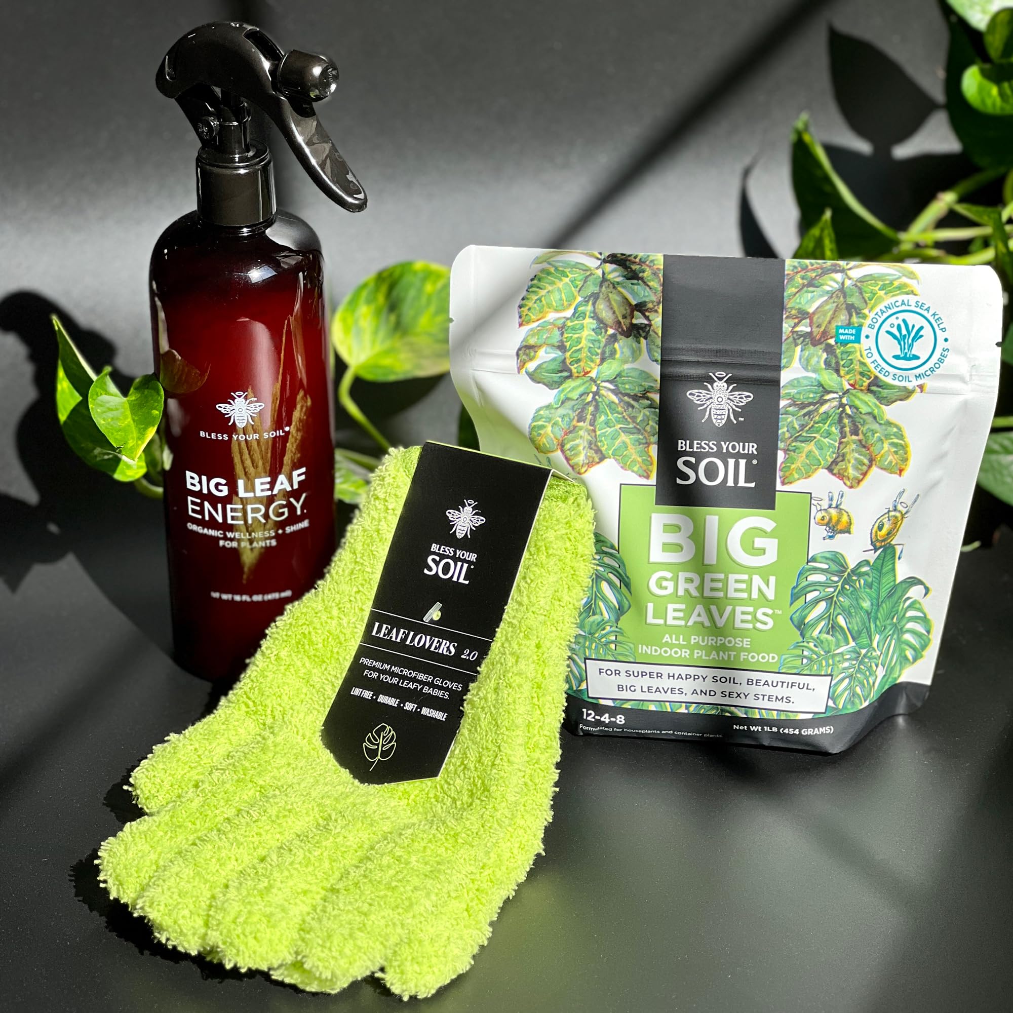 Leaf Lovers: 12 Big Leaf Houseplants to Transform Your Space 2 Leaf Lovers: 12 Big Leaf Houseplants to Transform Your Space