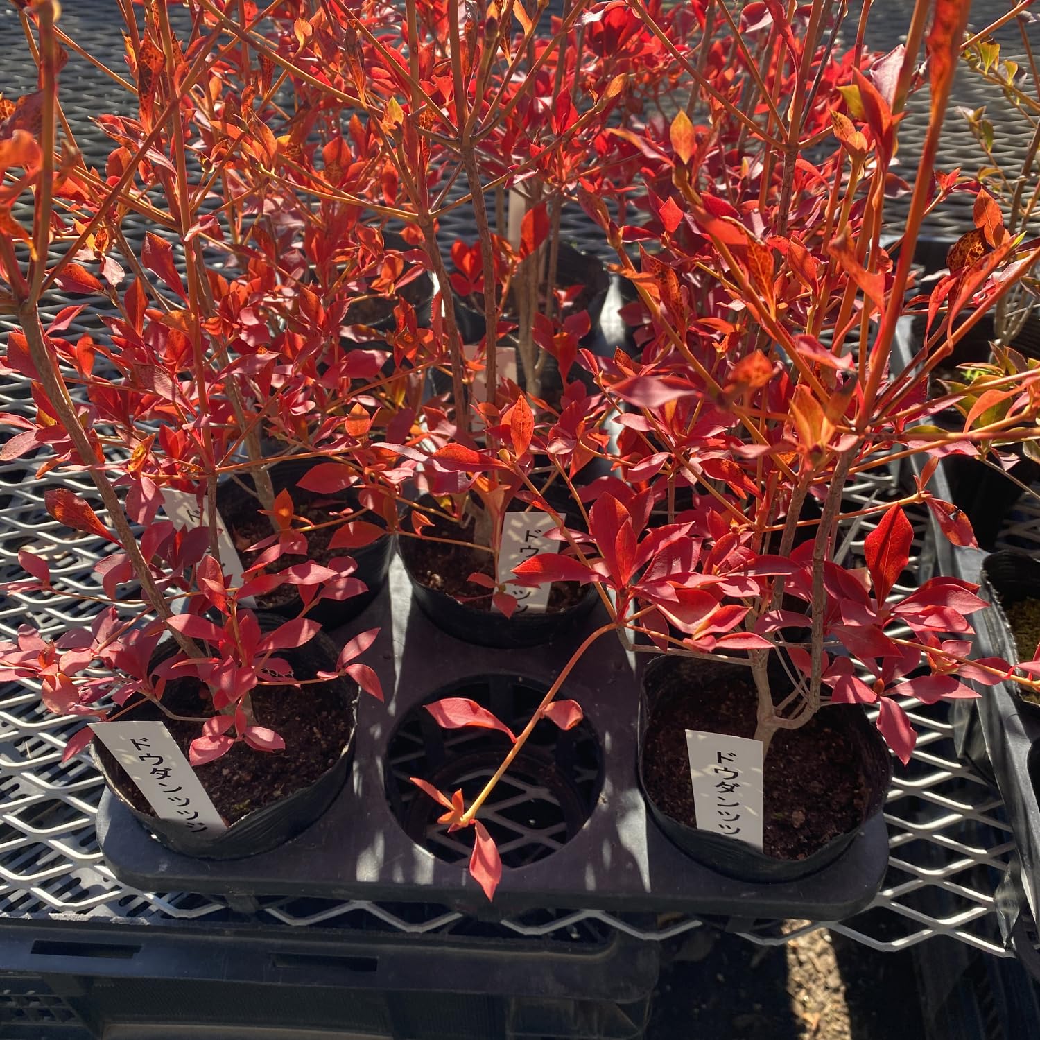 Amazon | ドウダンツツジ 白花 10.5cmポット苗 1株 Enkianthus