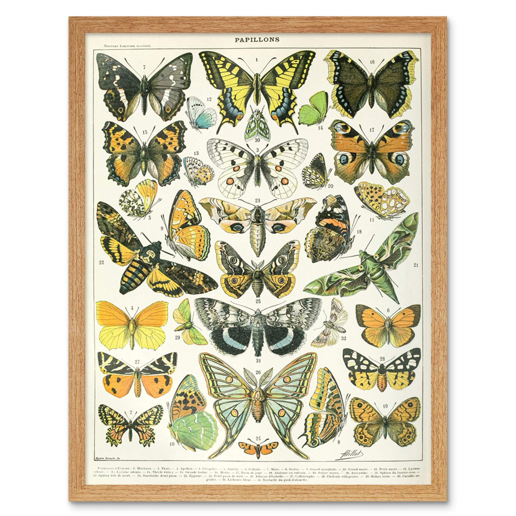 Artery8 Millot Encyclopedia Page Butterflies Moths Art Print Framed Poster Wall Decor 12x16 inch
