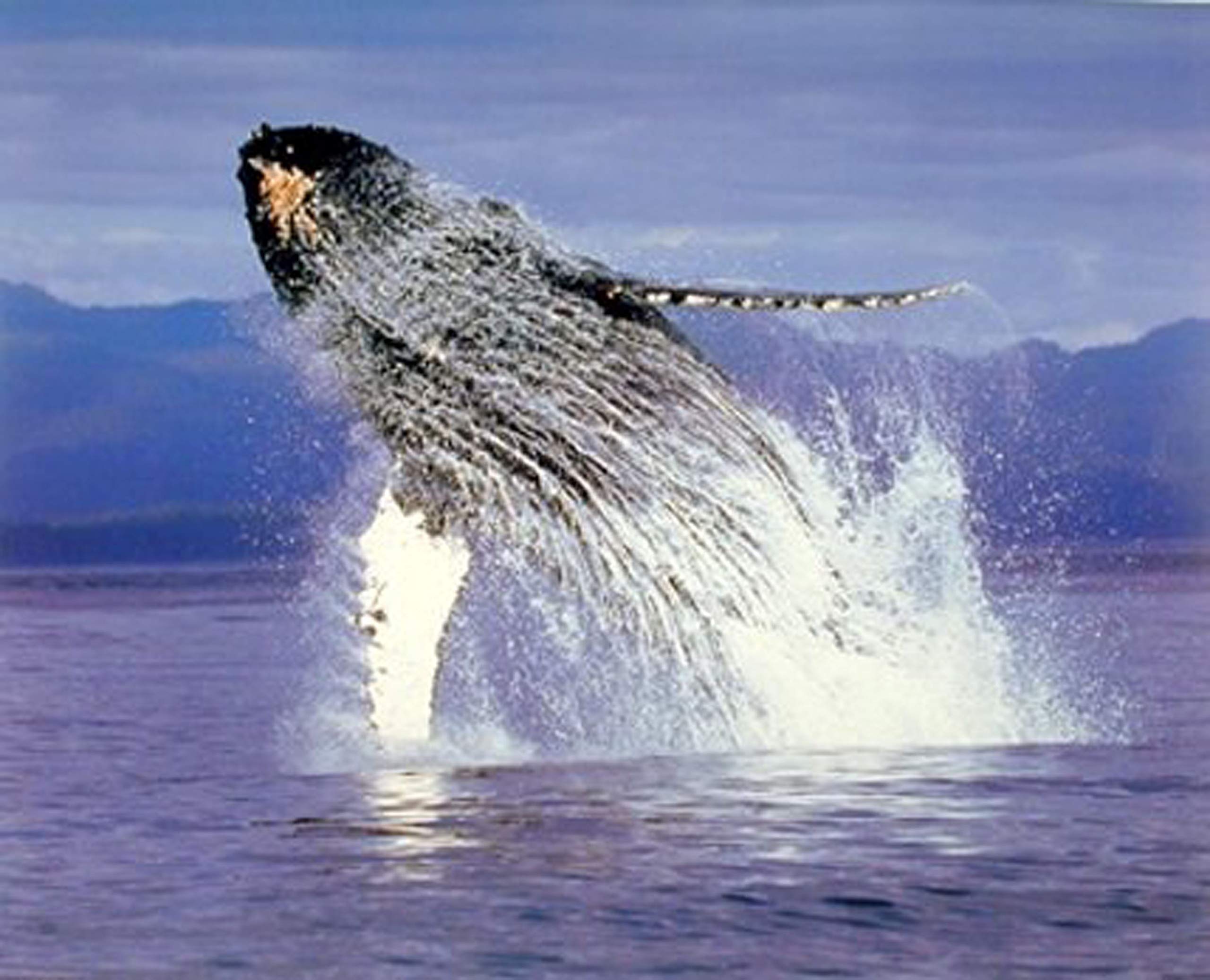 Amazon.com: Impact Posters Gallery Ocean Wall Decor Humpback Whale