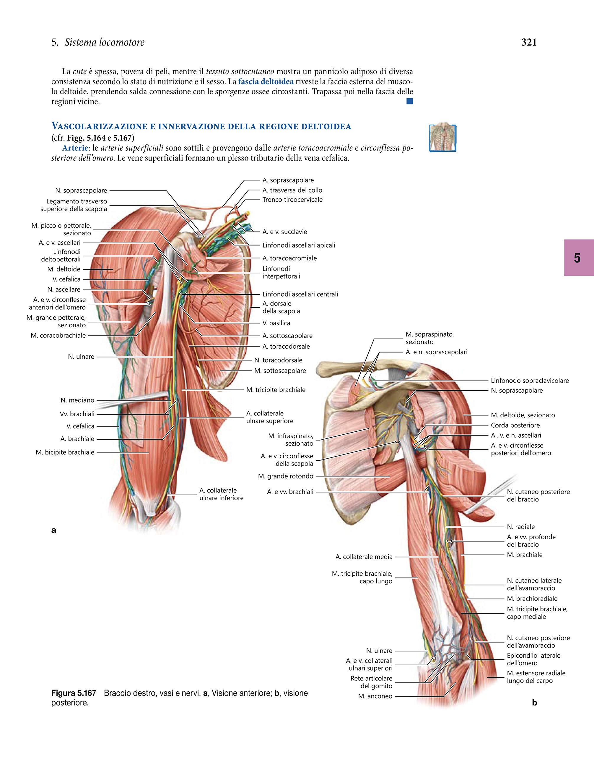 Anatomia umana. Fondamenti. Con istituzioni di istologia. Con e-book. Con espansione online