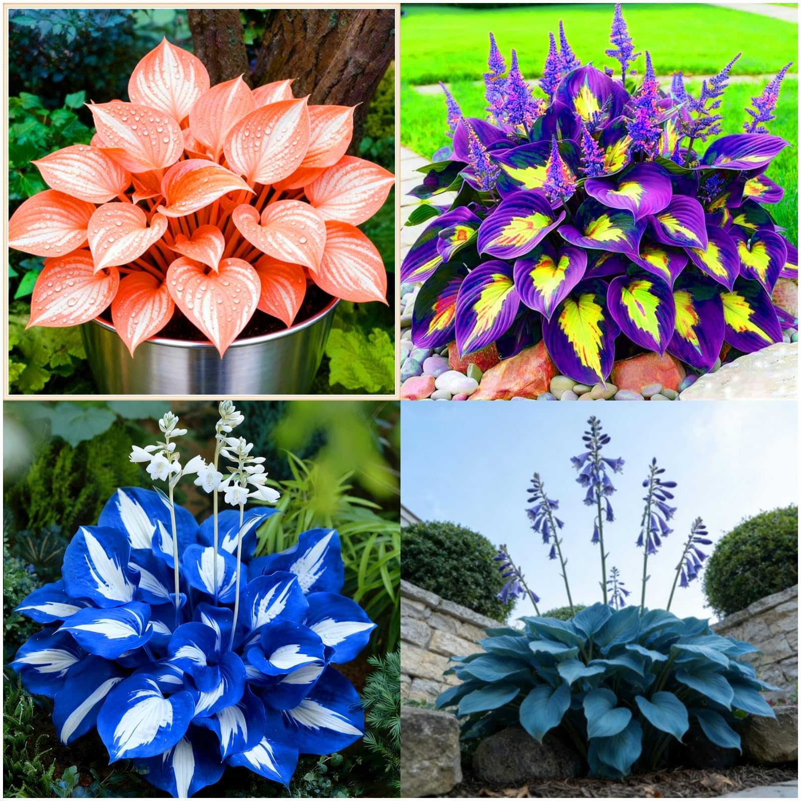 Hosta gracieux pour sublimer l'ambiance de votre terrasse ombragée