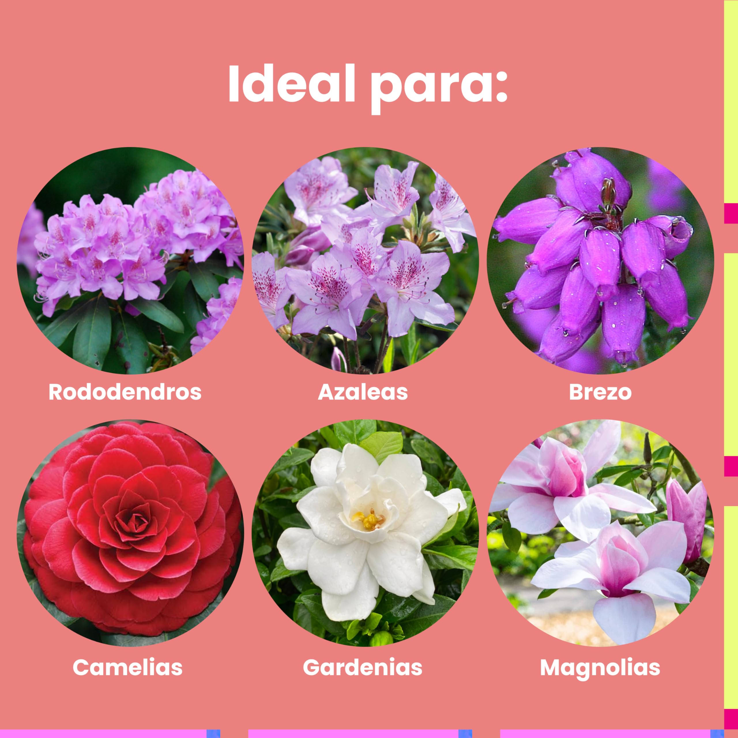 LERAVA Abono hortensias (2x800 g) - Abono acidófilas BIO para hortensias y rododendros - Mantiene suelo ácido I Crecimiento vigoroso y floración abundante - Ideal jardin