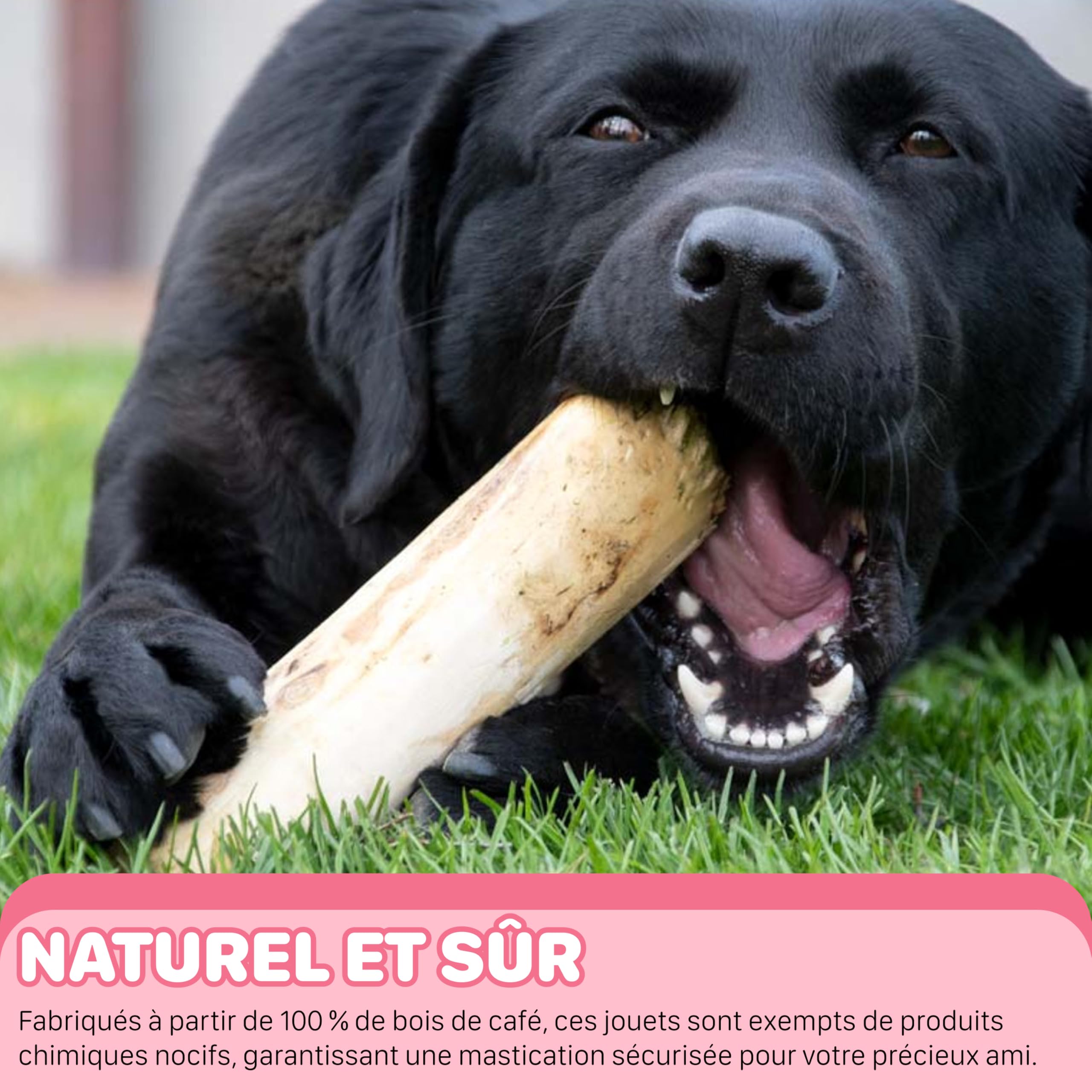 Bâton à Mâcher pour Chien et Chiots en Bois de Café, Jouet à Mâcher Durable Fabriqué à Partir de 100% d'arbre à Café Naturel, Soin Dentaire, Jouet à Mâcher Hypoallergénique L (3 pièces)