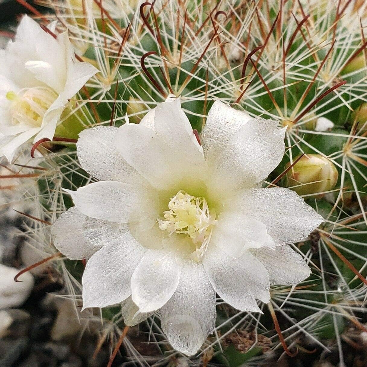 wholesale offers Mammillaria Tezontle Cactus Cacti