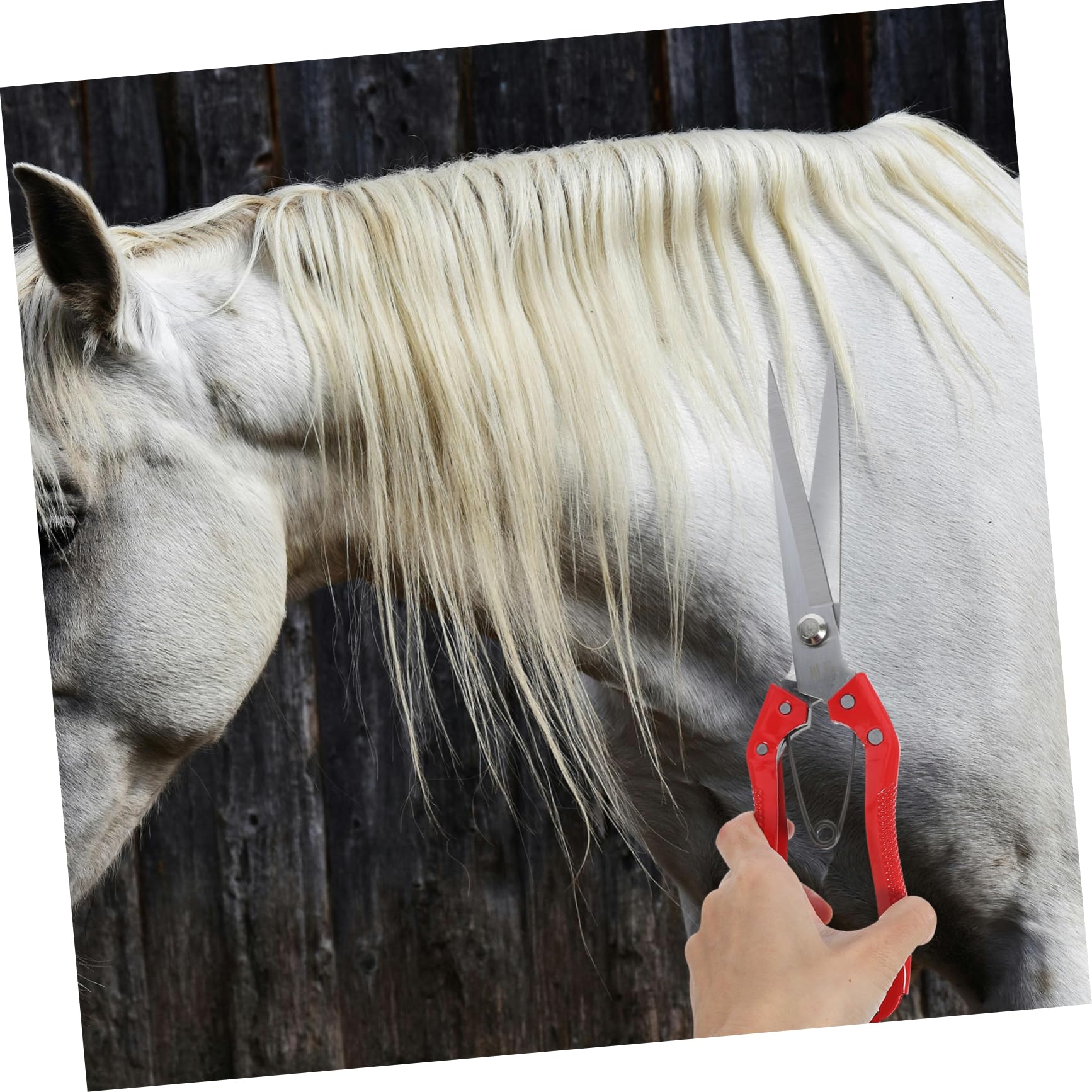 TOYANDONA 5piezas Cortadora Manual De Ovejas De Para Lana Tijeras De Jardinería Para Cuidado De Animales De Aseo Para y