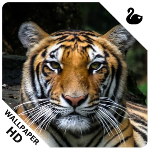 Tiger Wallpapers