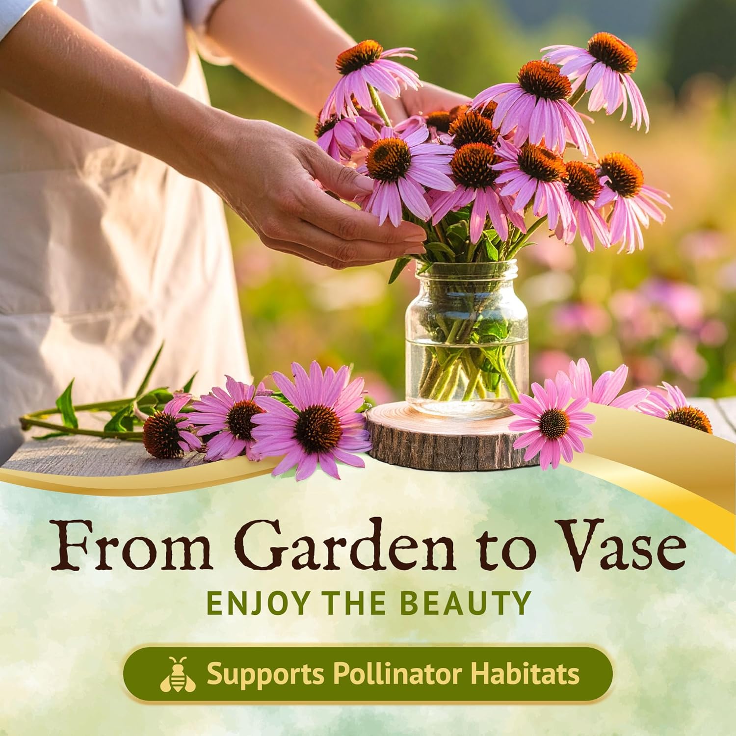 Everwilde Purple Coneflower Seeds 1 lb – Pink & Purple Blooms – Native Echinacea Purpurea – Perennial, Deer Resistant – Wildflower Gardens, Cut Flowers – Gold Vault Jumbo Packet