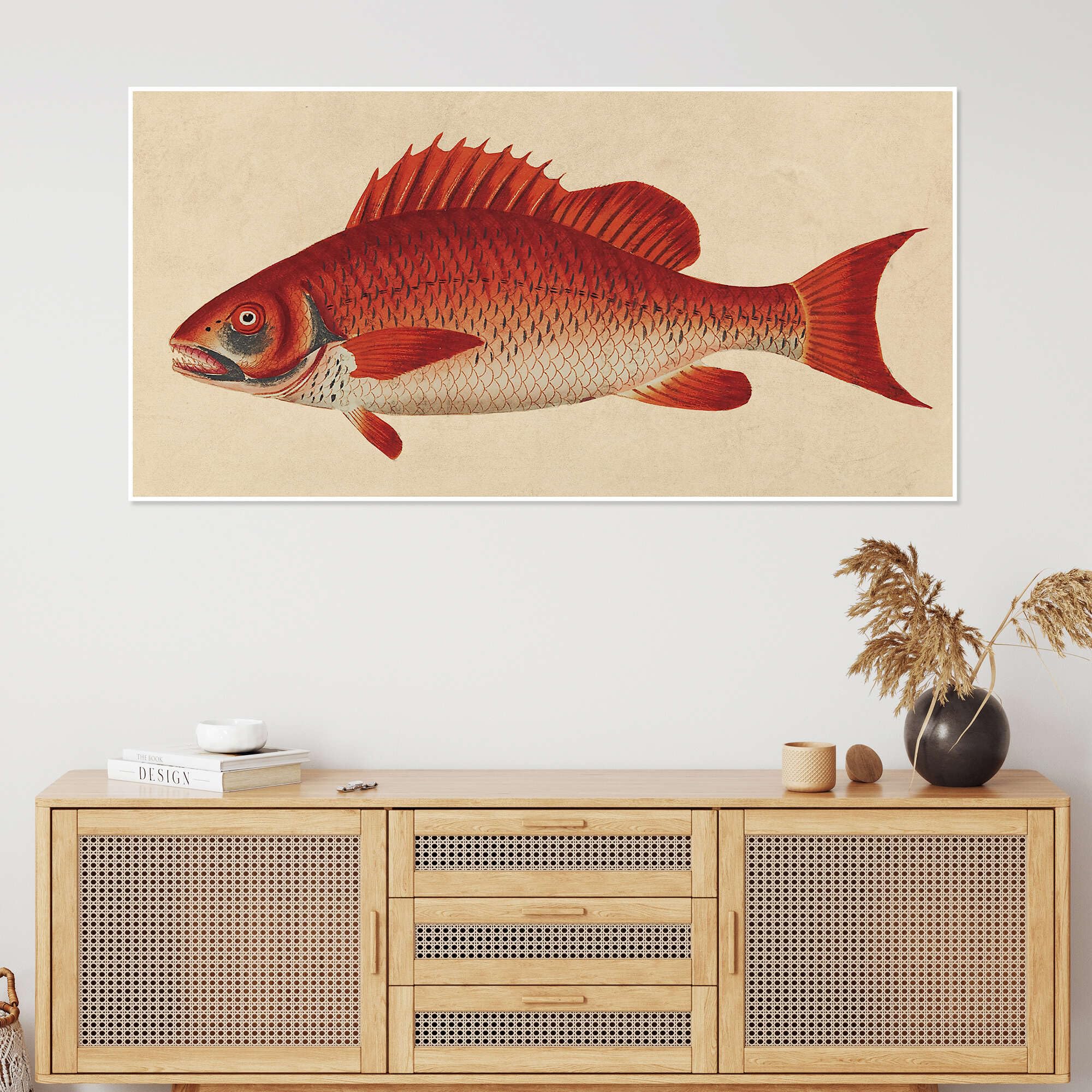 Red snapper, Lutjanus campechanus Plakat
