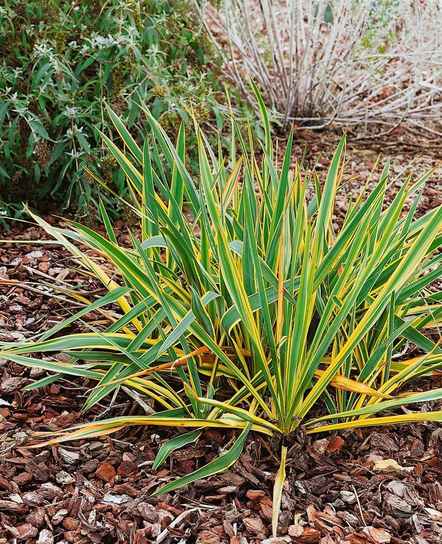Yucca filamentosa 'Bright Edge' 11 cm Topf  Winterhart, Immergrn,  Pflegeleicht  Palmlilie  Kbelpflanze fr Terrasse & Beet : Amazon.de:  Garten