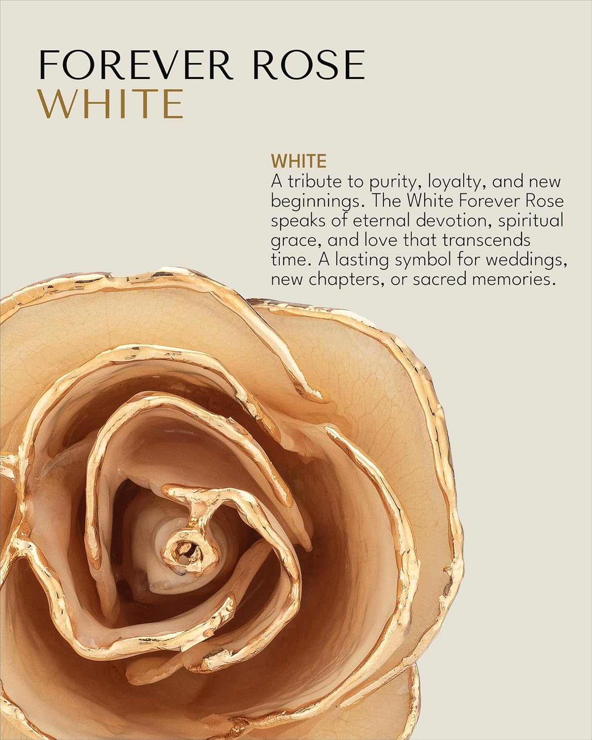 Forever Rose Real White Rose Dipped in 24K Gold with Gold-Trimmed Petals and Stem, Handcrafted Preserved Rose in Luxury Gift Box, Romantic Gift for Her - Image 2