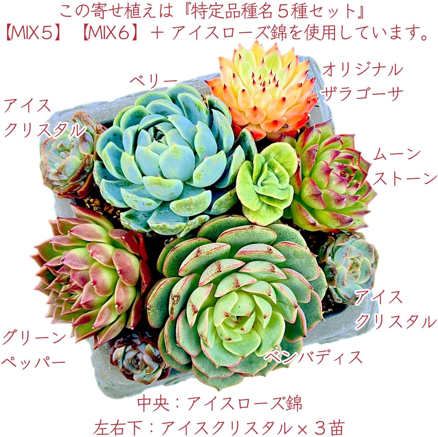 多肉植物 韓国苗 Moon Stone 大苗