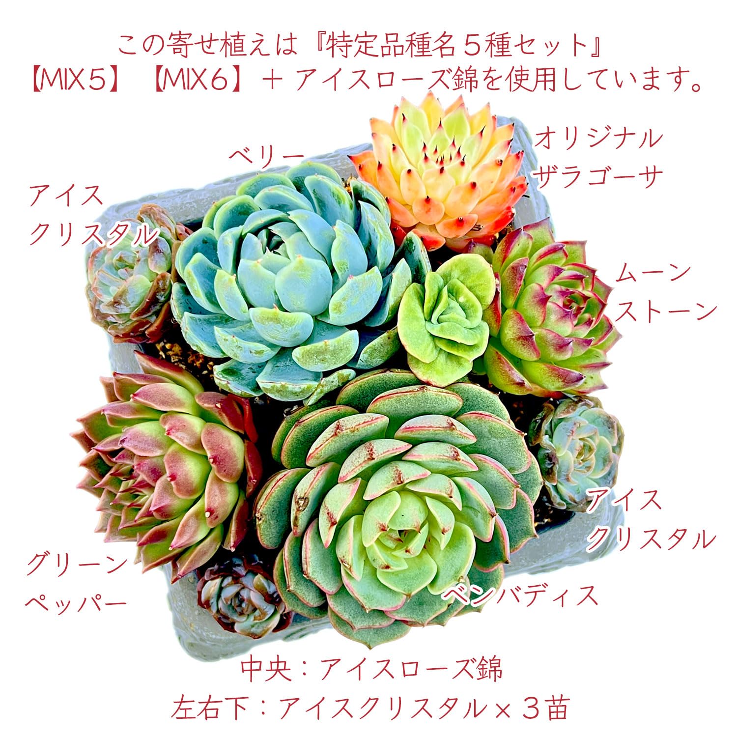 Amazon.co.jp: 【Succute】エケベリア 韓国苗(発根済み抜き苗)『特定 Amazon.co.jp: 【Succute】エケベリア 韓国苗(発根済み抜き苗)『特定