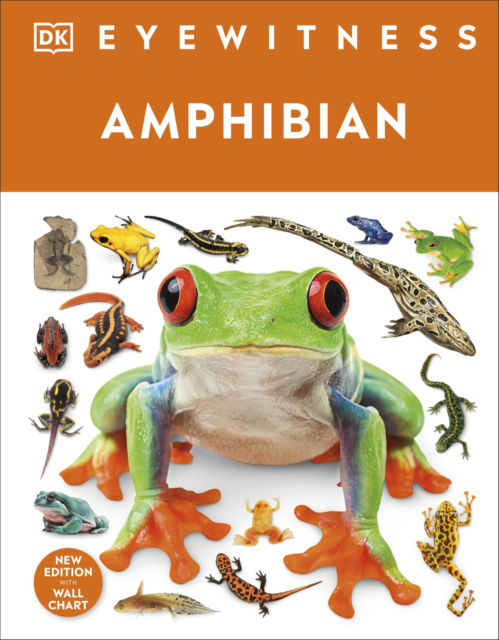 Eyewitness Amphibian by DK Hardback