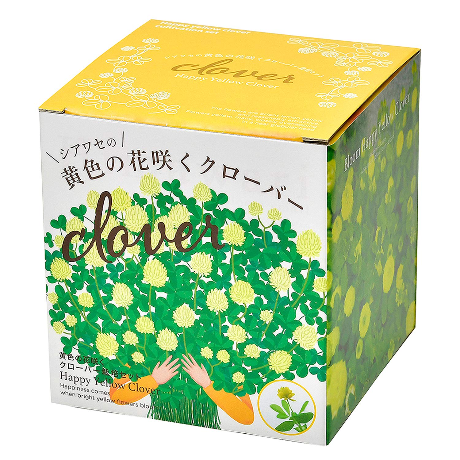 Amazon｜聖新陶芸 シアワセの黄色の花咲く クローバー栽培セット