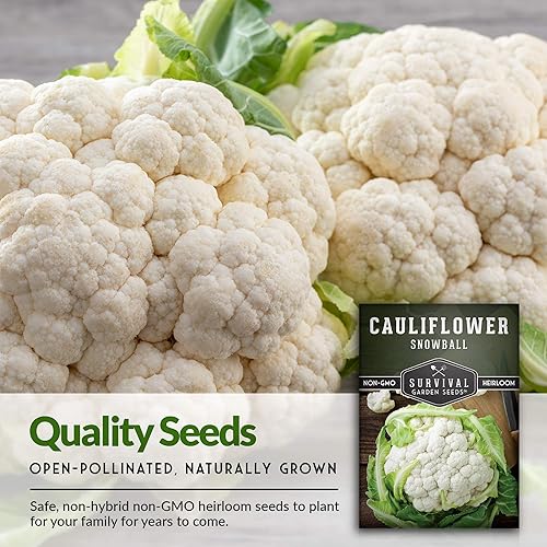 Miniatura 3 de Snowball - Semilla de coliflor para plantar, 3 paquetes con instrucciones para plantar y cultivar increíbles verduras blancas en tu huerto casero,