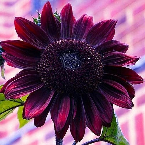 Semillas de girasol para plantar  Cultiva flores de sol de cereza y chocolate morado en tu jardín  25 semillas de reliquia sin OMG  Instrucciones disponible en Yaxa Guatemala