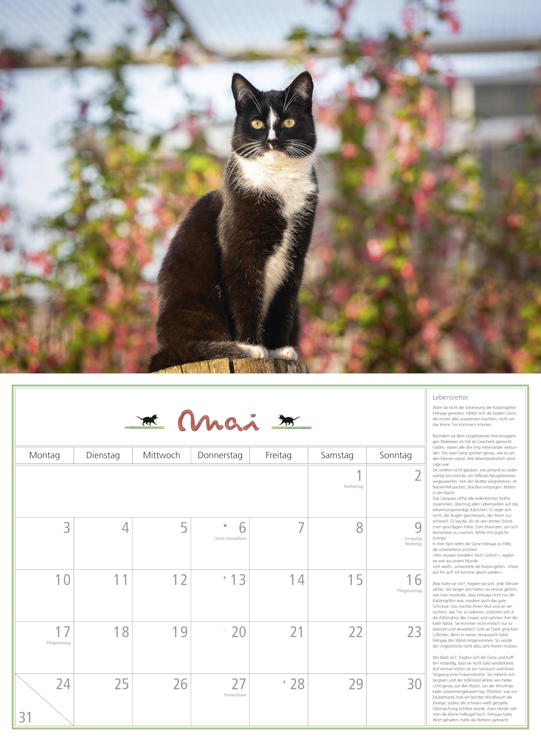 DuMonts Katzen Kalender 2027: Wandkalender 42x29 cm (42x58 cm geöffnet) mit Notizkalendarium, 12 Katzenportraits und literarischen Geschichten