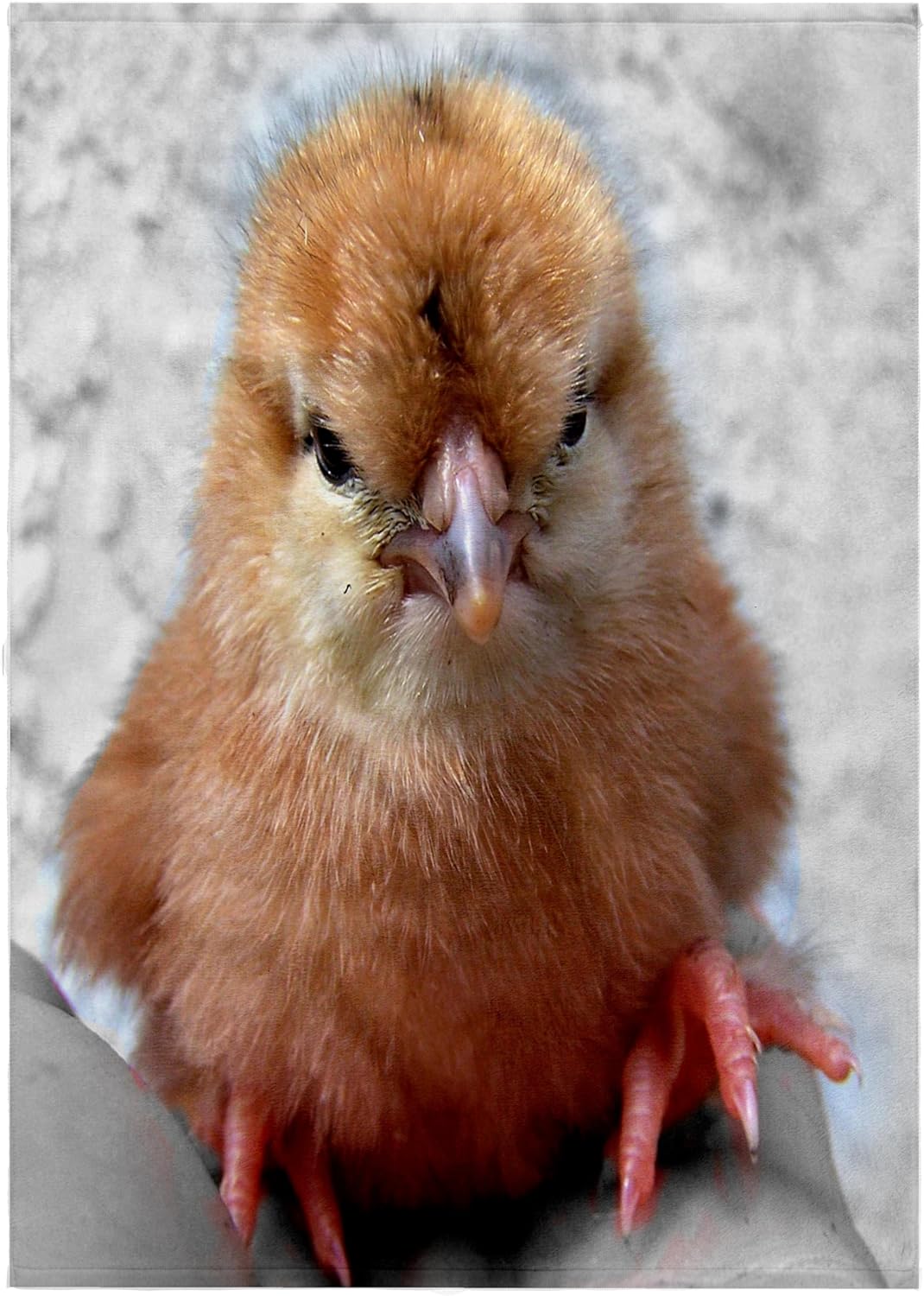 3dRose Silkie Chicken Chick in Hand Photograph 22x30 Bath Hand Pool Towel