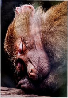 15x22 Hand Towel - Sleeping Monkey. Popular Image Monkey Image. Wild Animals