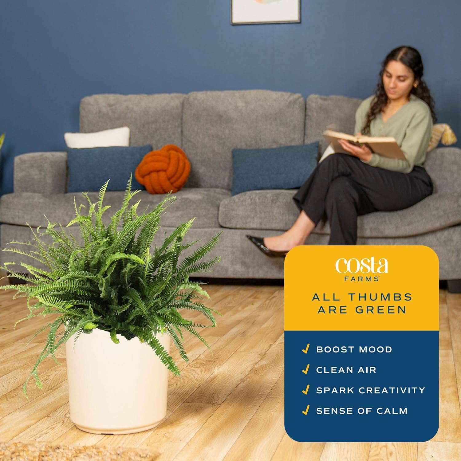 Costa Farms Kimberly Queen Fern Live Plant in Plastic Pot, Large Indoor & Outdoor Houseplant, Perfect for Home, Room, or Office Decor, Great House Warming or Birthday Gift, 2-3 Feet Tall
