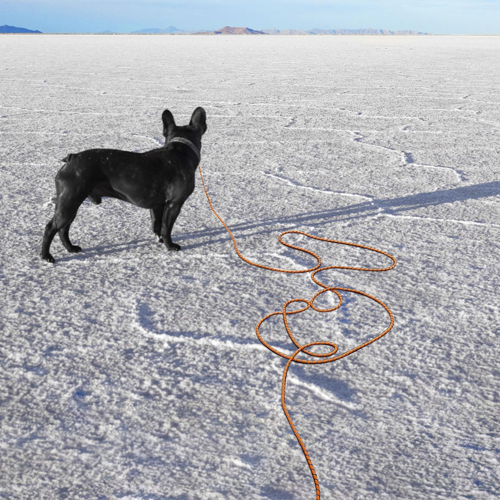 Guinzaglio per Cani Addestramento, 2m/3m/5m/10m/20m/30m Lungo Nylon Guinzaglio Cani Resistente Leggero con Impugnatura, Riflettente Lunghina Cane, Adatto per Tutti i Cani