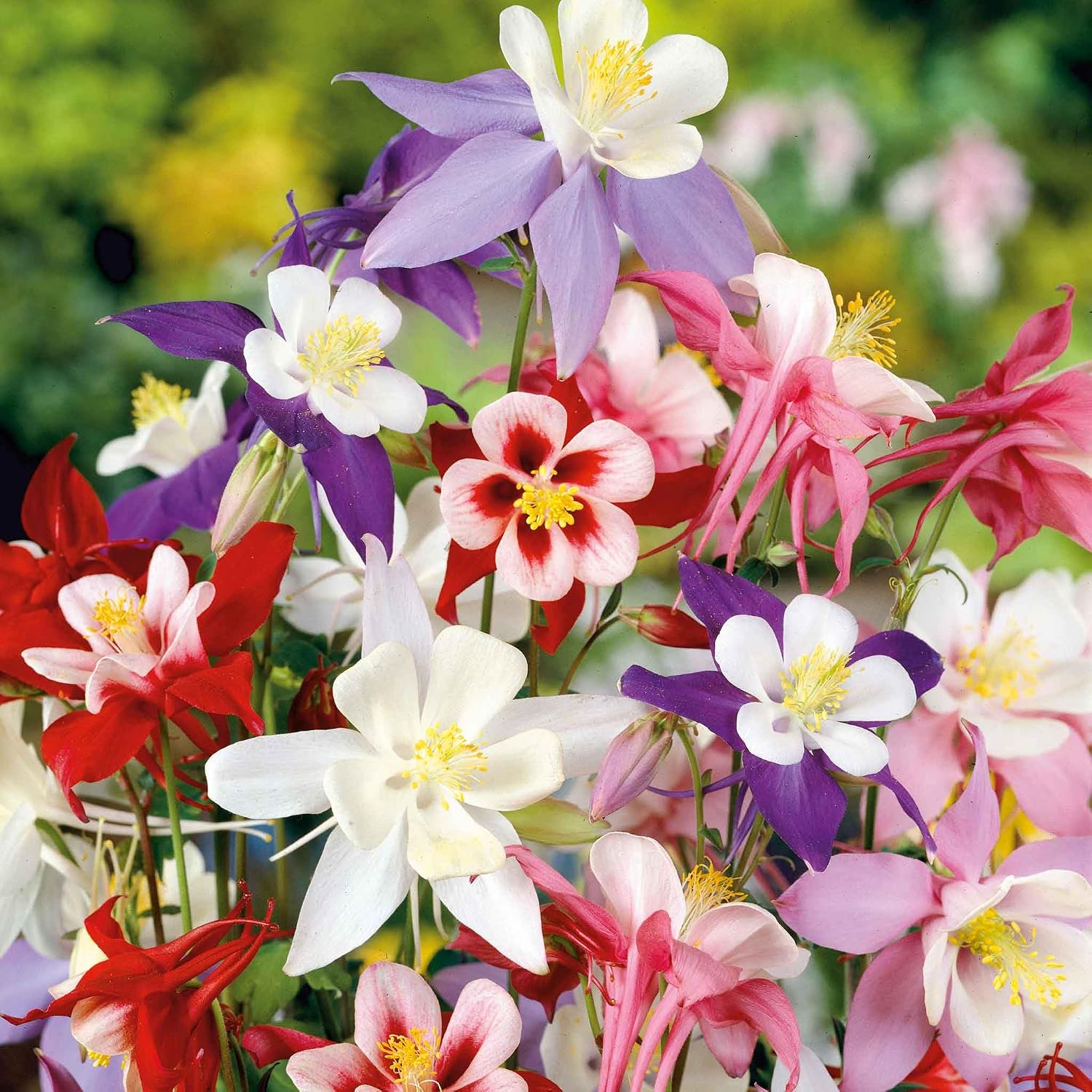 Eden Brothers Columbine Seeds - McKana Giant Mix