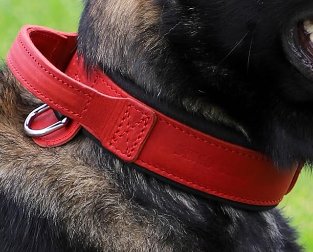 Foto 7 de 8 de Dingo Gear Collar para Perro Drago de Cuero, Amortiguado con Asa Ancha y Fuerte, Hecho a Mano
