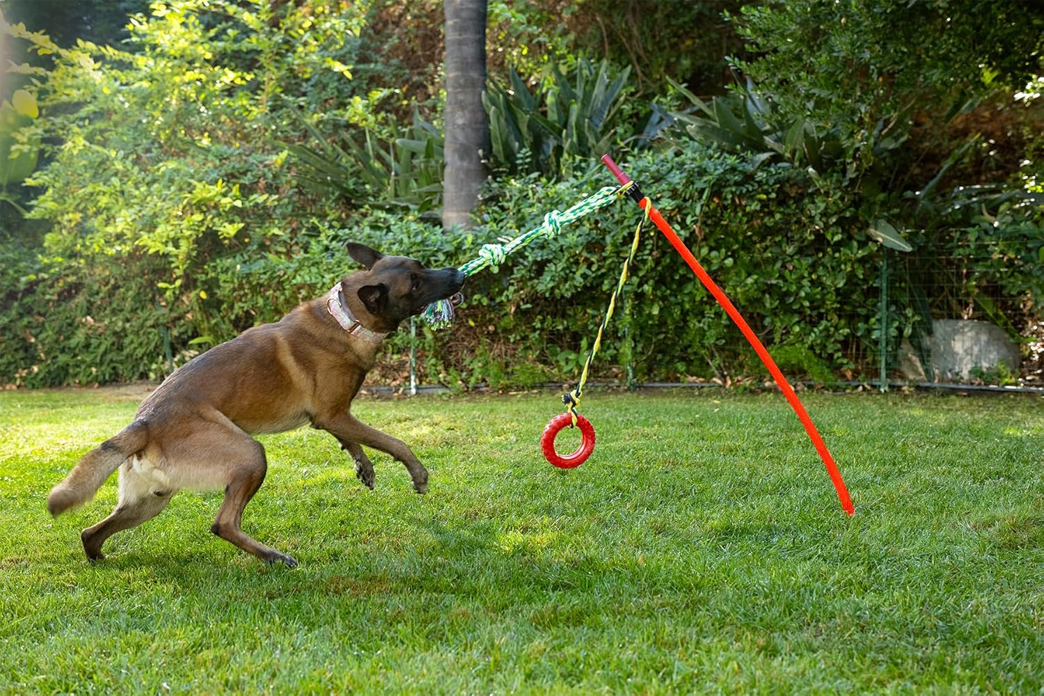 Outdoor Tug of War Toy for Dogs Rope Toy – Interactive Exercise Game in Yard, Agility, Medium, Large Extra Large & Small Breed –– Dogs Training Tools & Exercise Equipment, Belgian Malinois