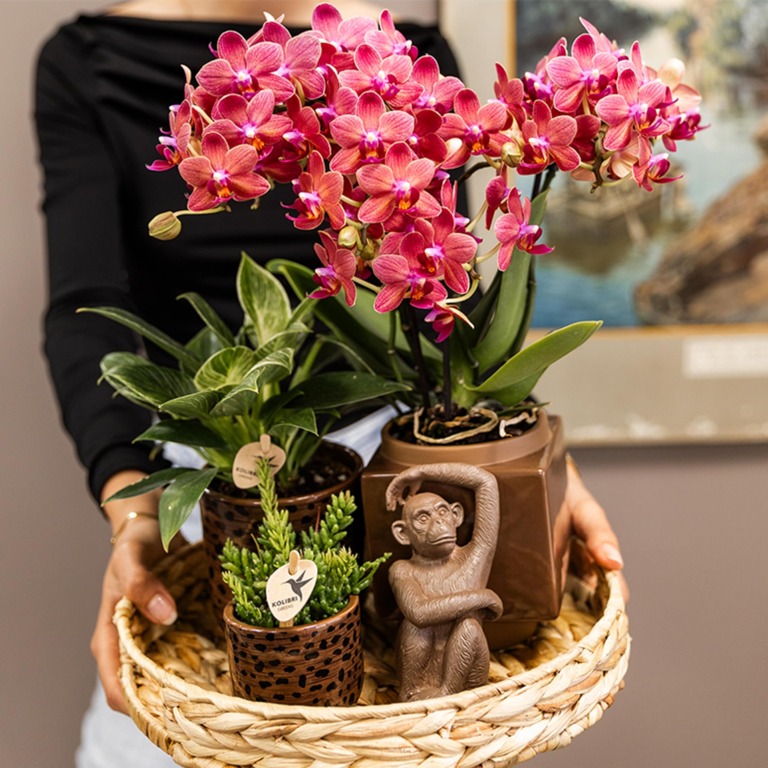 Kolibri Orchids | rote Phalaenopsis-Orchidee - Kongo - Topfgröße Ø9cm | blühende Zimmerpflanze - frisch vom Züchter