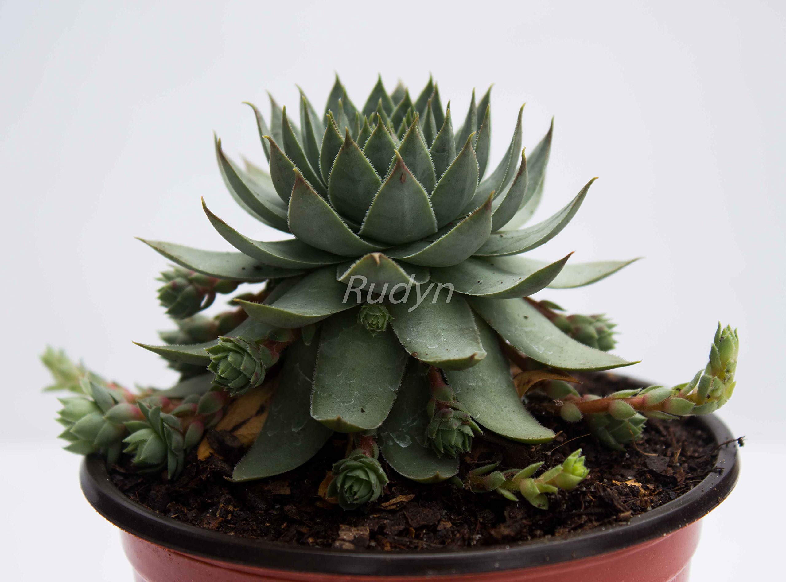 PlantaZee Rudyn Gladioli Farm Sempervivum Arachnoideum Tectorum Live Succulent Plant (B08FHZL621) Amazon Price History, Amazon Price Tracker
