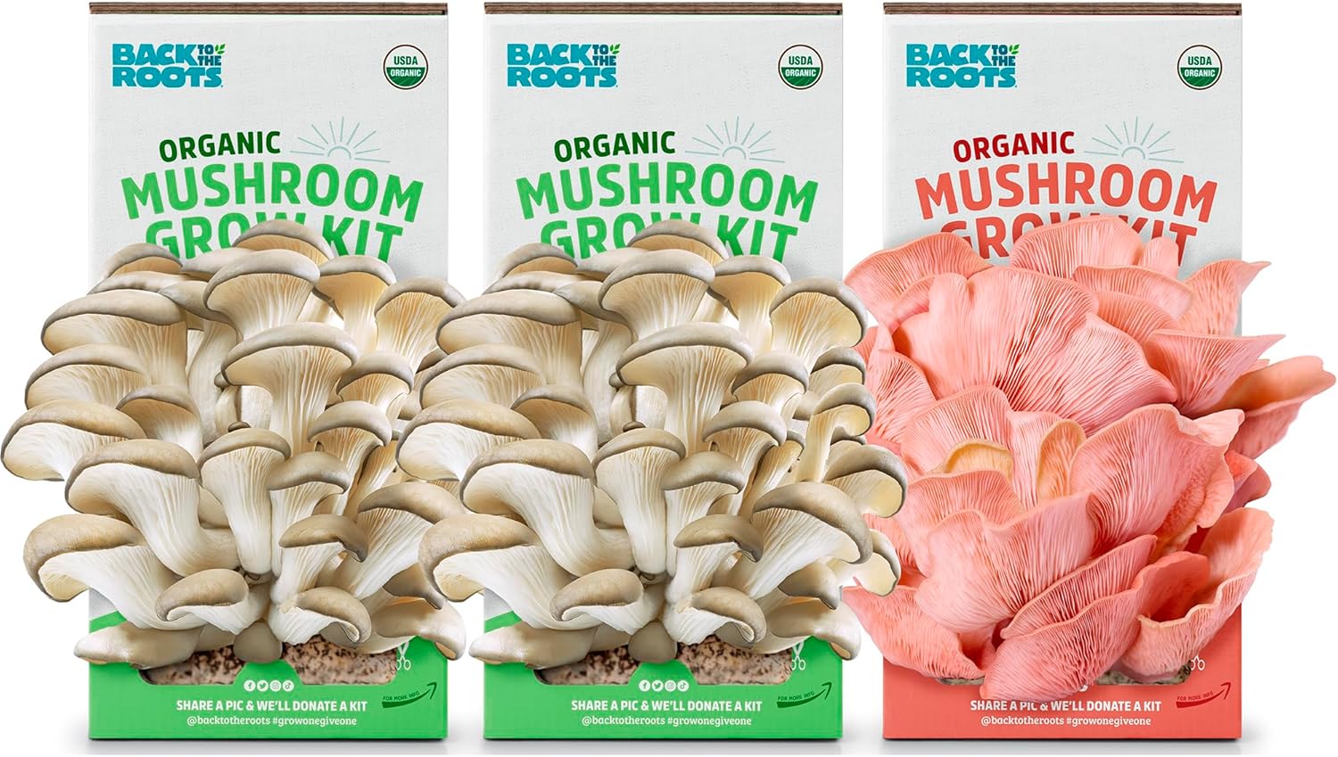 Back to the Roots Organic Mushroom Grow Kit 3-Pack: Oyster, Oyster & Pink-Harvest Gourmet Mushroom in Just 10 Days