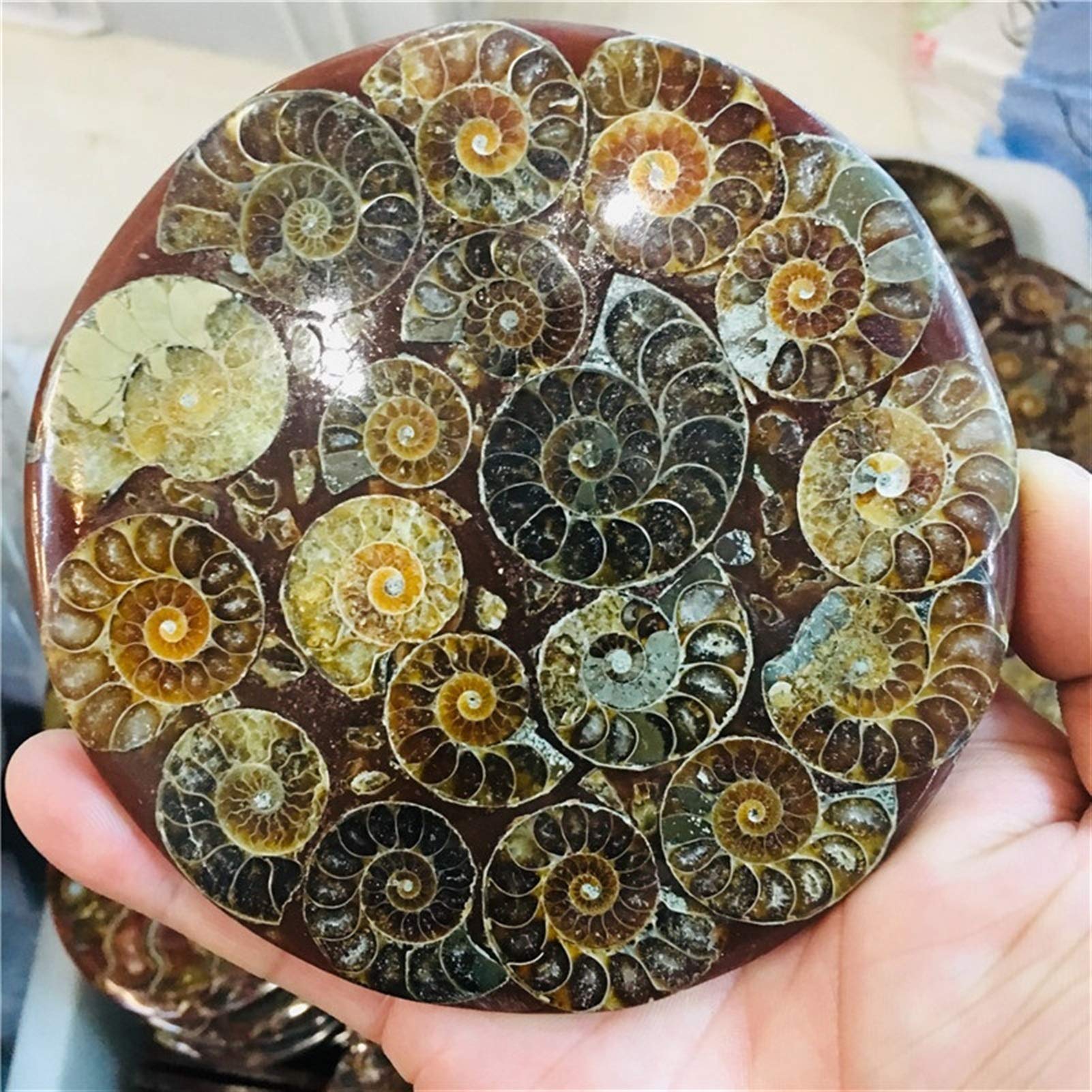 Werwer Light Grey Natural Quartz Ammonite Disc Fossil Conch Specimen Home Decoration (Color : )
