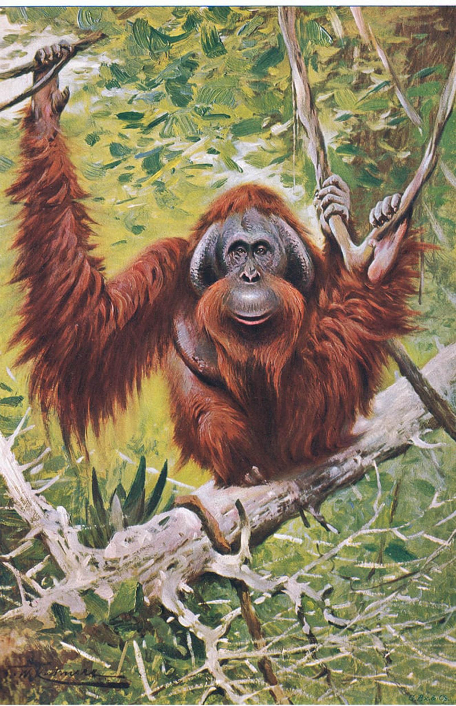 SERENDIPITP Vintage Picture Print on Canvas Wall Art Poster Orang From Wildlife of the World by Wilhelm Kuhnert Artwork Print Poster for Wall Decor 60x90cm