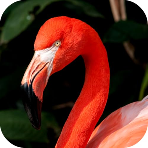 Flamingo Wallpaper